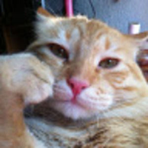 Meet your Posher, Sam